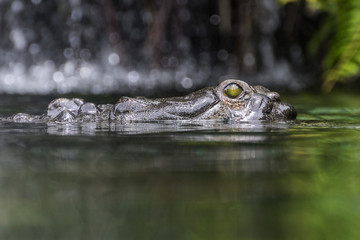 Fototapeta premium Aligator resting in water stream close up view