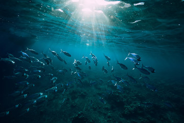 Fototapeta na wymiar Underwater world with school fish in sea