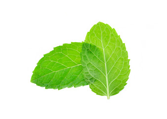 fresh mint leaf isolated on white background
