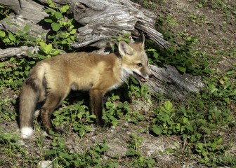 Juvenile Red Fox