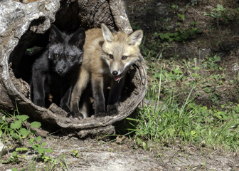 Two Kits in a Hollow