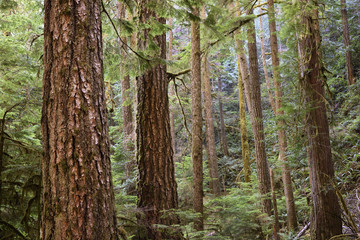 Old Growth Forest, Olympic National Park, Washington