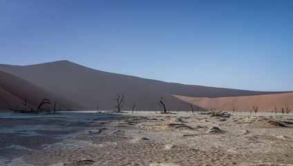 Deadvlei Tree