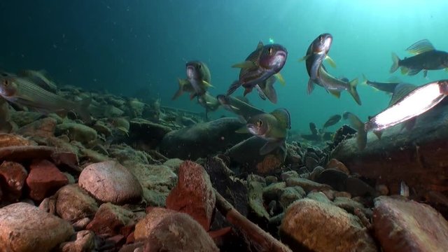 School of trout fish underwater of Lena River in Siberia of Russia.. Inhabitants of Salmo in wild on background of clean and transparent water. Unique relaxation video about nature.