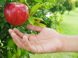 The hands of a teenage boy picking red apple at the tree in the harvest season, agricultural production
