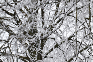 branches of deciduous trees