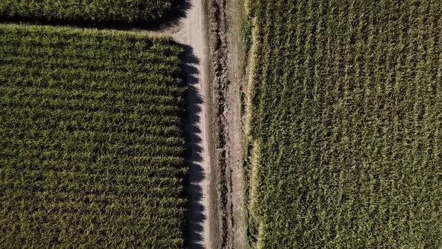 Sugar cane field during the day in Jacobs Well, Gold Coast, Queensland