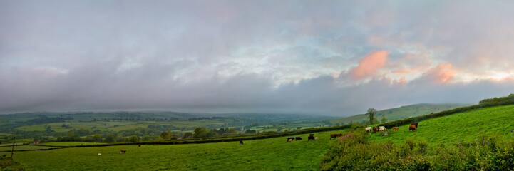 Sunrise panorama of rural English Countryside- verdant fields with herd of cows