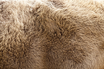 brown bison skin © rsooll
