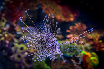 isolated fish in a coral reef