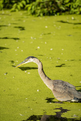 great blue heron fishing under the sun in a green algae covered pond