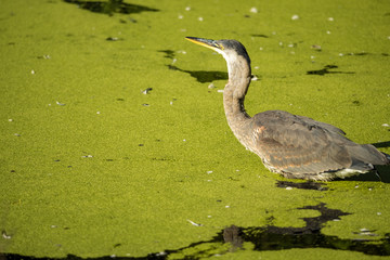 great blue heron fishing under the sun in a green algae covered pond