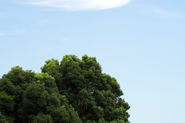 Obraz premium 樹木と空