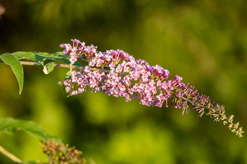 a branch filled with pink flowers with green background
