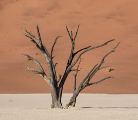 Deadvlei Tree
