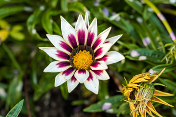 white Gazania flower with pink inner circle above the green bushes