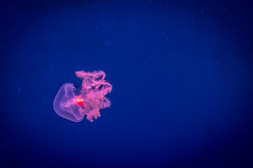 Isolated colorful jellyfish in the ocean