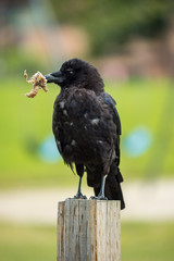 young crow standing on wooden pole with some dry grass in its beak