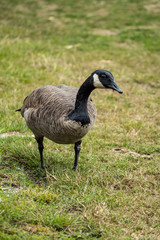 single Canada goose walking on the green grass field search for food.