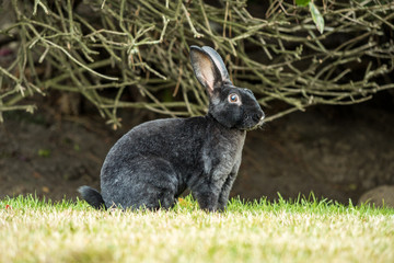 black rabbit sitting on grass in front of the bush