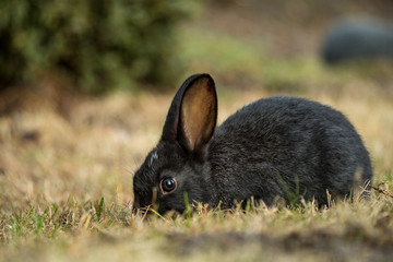 portrait of cute black bunny with white forehead mark and nose eating on the  grassy ground