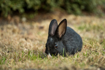 portrait of cute black bunny with white forehead mark and nose eating on the  grassy ground