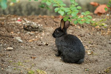 portrait of cute black bunny with white forehead mark and nose on the  dirt ground