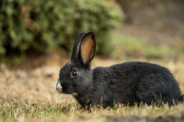 portrait of cute black bunny with white forehead mark and nose on the  grassy ground