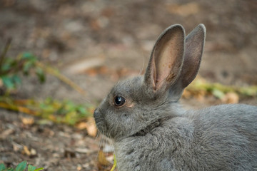 close up portrait of grey bunny laying on the ground