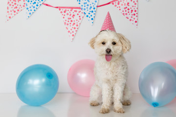 Cute small dog with a pink party hat on and balloons 