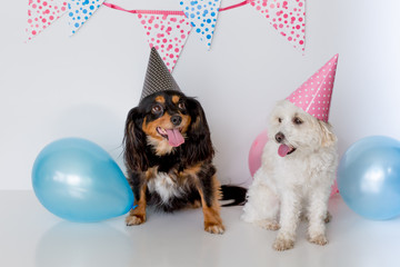 Two cute small dogs with party hats and balloons