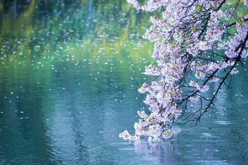 [Sakura] Wasseroberfläche, Yoshino-Kirschbaum, Regen