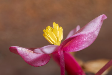 Begonia Male flower