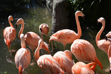 Flock of pink flamingos