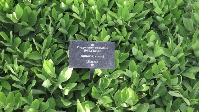 Polygonatum odoratum green plant leaves. Medicinal plant. 
