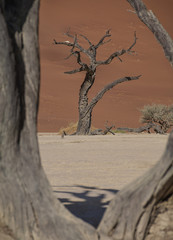 Dead Vlei Trees