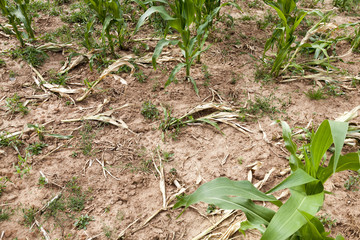 green maize