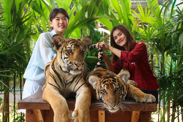  Asian young women catches the tiger at Tiger park ,Pattaya ,Chonburi,Thailand.