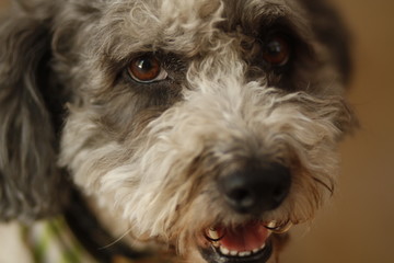 extreme close up of furry dog