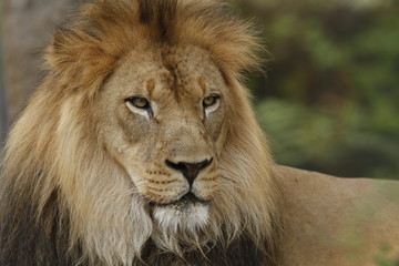 Obraz na płótnie Canvas headshot of a lion