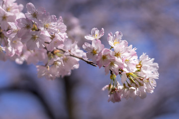 Naklejka premium Cherry Blossom close up