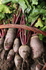 Organic beetroot from rural permaculture in a wicker basket. Home country garden.