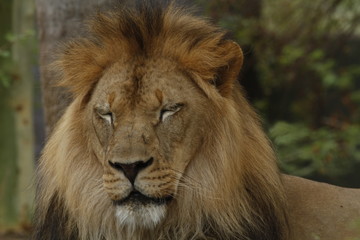 Lion with eyes closed