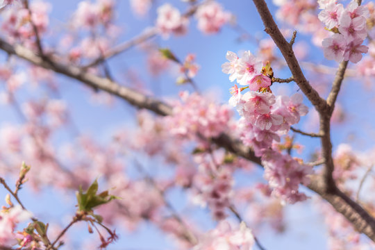 Cherry Blossoms