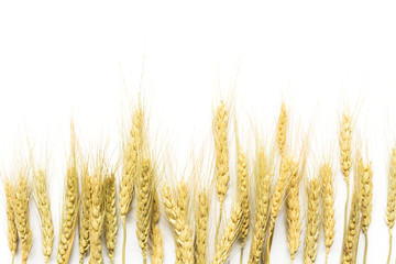  barley isolated view on top on white background.copy and space.