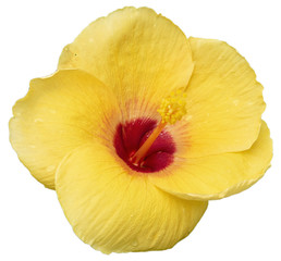 Yellow hibiscus flower isolated on white background with path