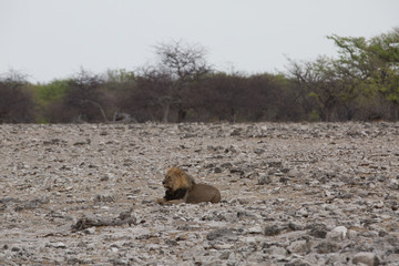leon in africa in the sun