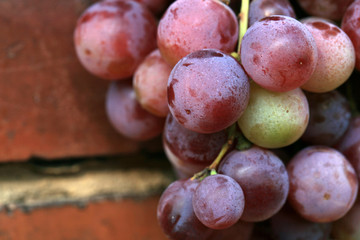 Bunch of grapes hanging on a brick wall an old, country house. An element of outdoor decoration on the occasion of a harvest festival at the end of summer.