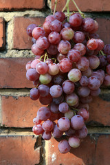 Bunch of grapes hanging on a brick wall an old, country house. An element of outdoor decoration on the occasion of a harvest festival at the end of summer.