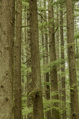 green coniferous tree forest